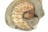 Two Fossil Ammonites (Hoploscaphites & Jeletzkytes) - South Dakota #189354-3